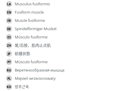 翻译