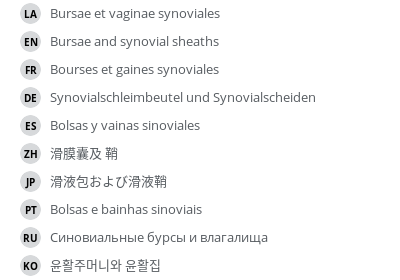 翻译