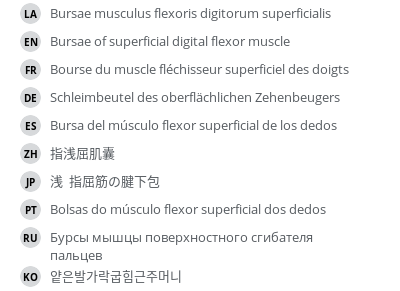 翻译