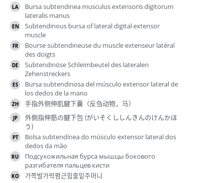 翻译