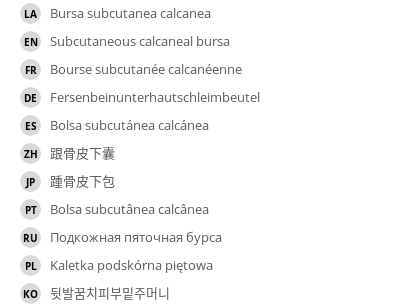 翻译