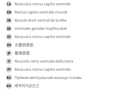 翻译