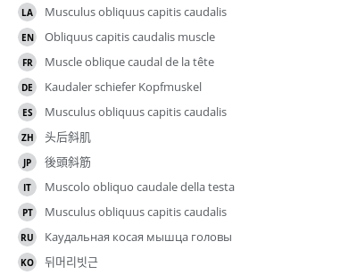 翻译