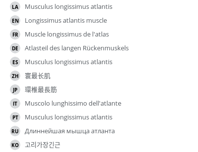 翻译
