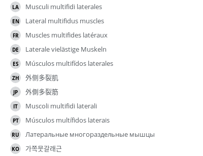 翻译