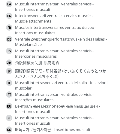 翻译