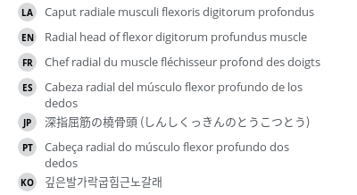 翻译