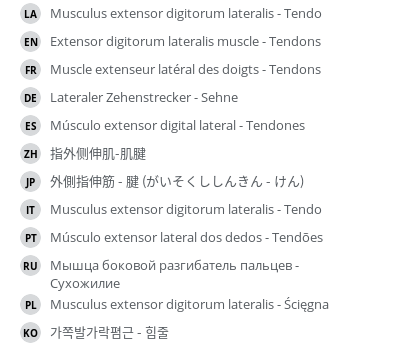 翻译