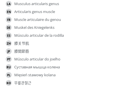 翻译