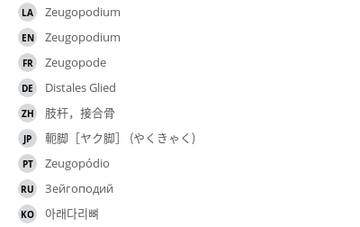 翻译
