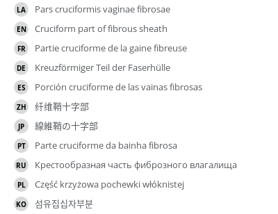 翻译