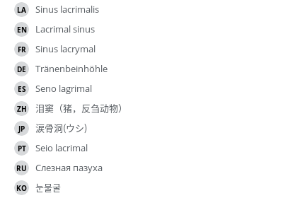 翻译