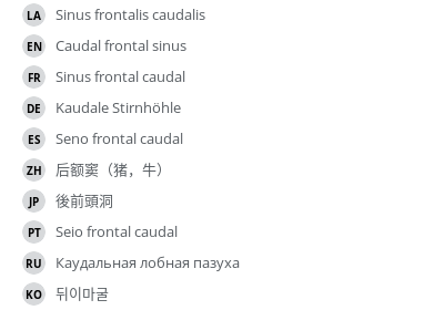 翻译