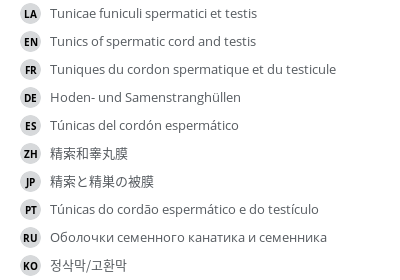 翻译
