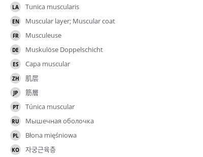 翻译