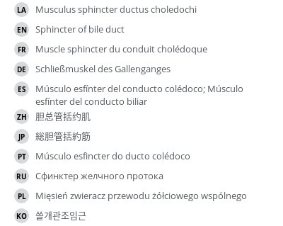 翻译
