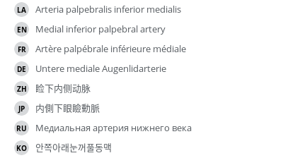 翻译