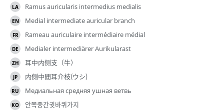 翻译