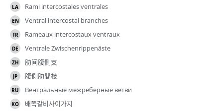翻译