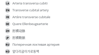 翻译