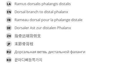 翻译