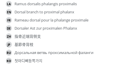 翻译