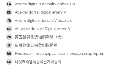 翻译