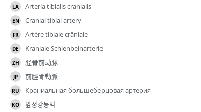 翻译