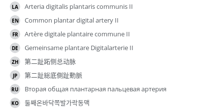 翻译