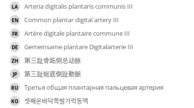 翻译