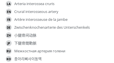 翻译