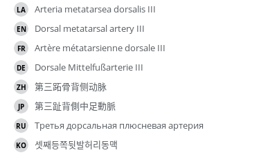 翻译