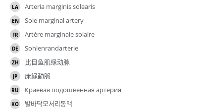 翻译