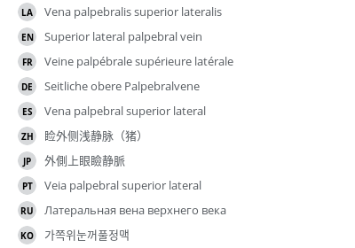 翻译
