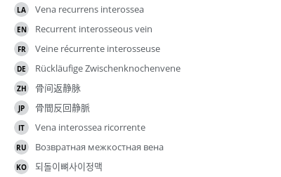 翻译