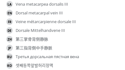翻译