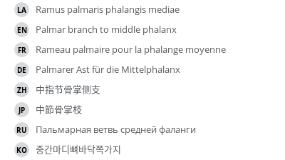 翻译