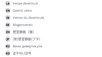 翻译