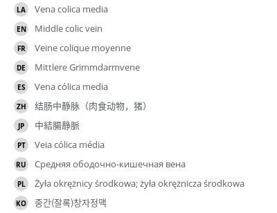 翻译