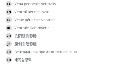 翻译