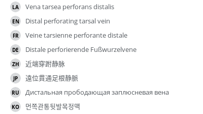 翻译