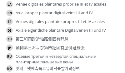 翻译