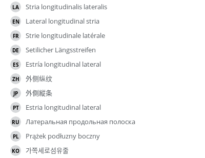 翻译