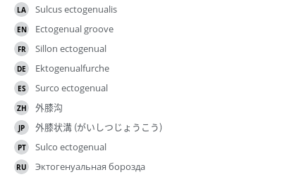 翻译