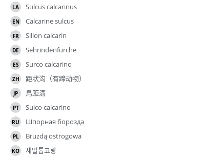 翻译