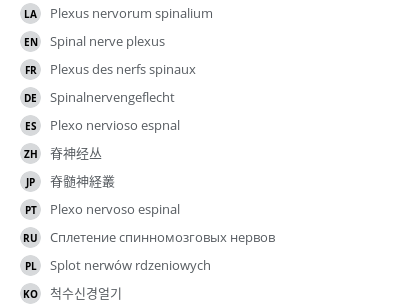 翻译