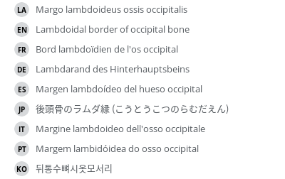 Translations
