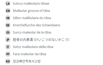 Translations
