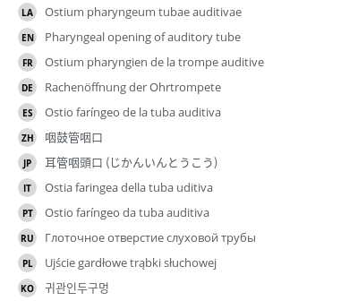 Translations