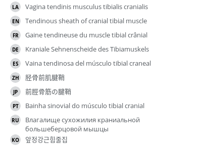 Translations